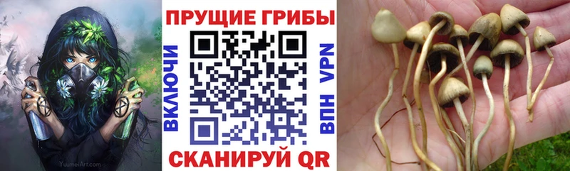 даркнет сайт  Красноуфимск  Псилоцибиновые грибы прущие грибы 